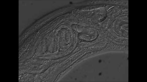 BIOM3333 BAG OF WORMS PHENOTYPE