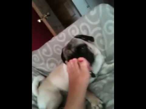 собака отлизывает перископ