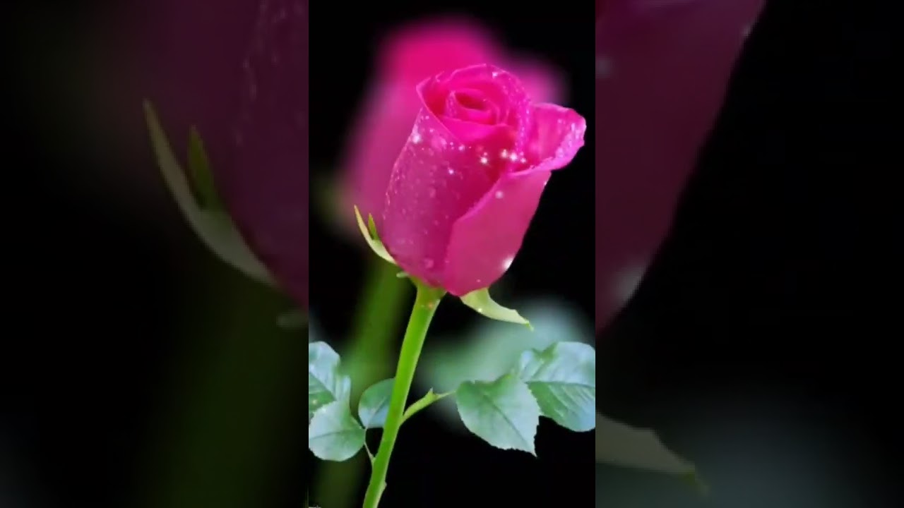 Beautiful Roses🌹🌹🌹 WhatsApp status 😍💘😍!!Rose status!!love status!!