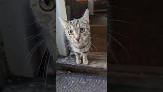 SOKOKE CAT BREED