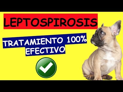 Video: Leptospirosis En Perros: Síntomas, Causas, Tratamiento