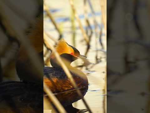 Видео: Красношейная поганка #hornedgrebe #grebe #birdvideos #birdslover