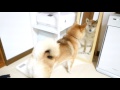 Shiba inu looking into the mirror.#dog#doge#shiba#shibainu#柴犬のいる暮らし#犬のいる生活#cutedog#柴犬