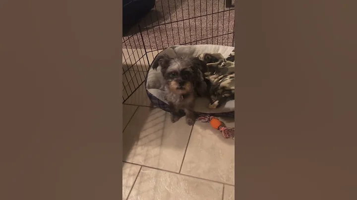 Puppy Love and Tantrums: Furry Fun Moments #puppylove