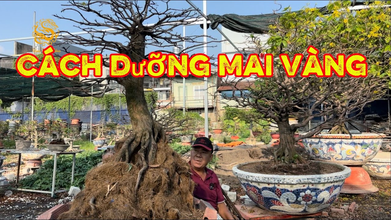 🐉Cách dưỡng cây Mai Vàng sau Tết của vườn Mai Phương Bình |Vùng Đất Rồng 