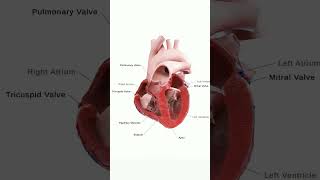 valves& chambers#anatomy #heart #biology #cardiology