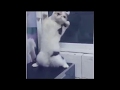 Cat dancing 