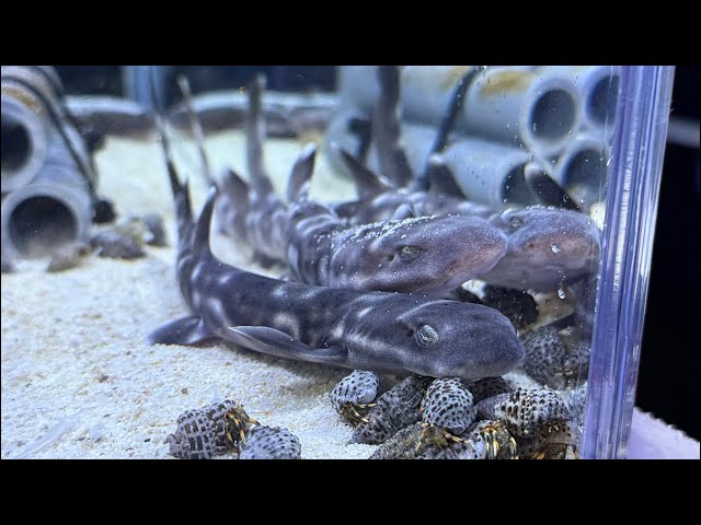 Up to 70,000 yen off?! Overflow aquarium sale now underway! Plenty