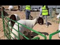 غنم من عرض مزاين الجميع بالكويت اذكرو الله غنم من عرض مزاين الجميع بالكويت اذكرو الله