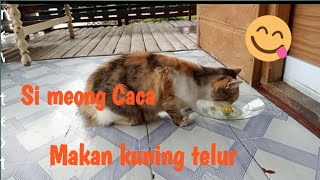 Kucing Persia tinggal di Kampung by RM Channel 7 views 1 year ago 1 minute, 46 seconds