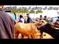 پیور نیلی کی جھوٹیوں کی نشانیاں #viral #foryou #baffalo #punjabimundapunjabi1122 
