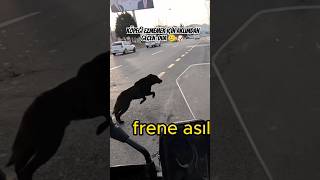 Köpeği Ezmemek Için Aklımdan Geçen Dua Öpek