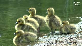 The Cutest Baby Canada Geese - Birder King Clips(4K HDR) screenshot 5