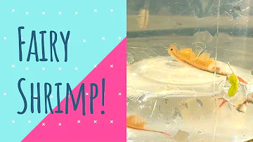 What are Fairy Shrimp? ๐ค๐