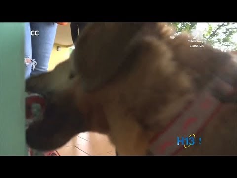 Video: Cómo adoptar un perro de terapia