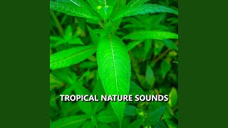Beautiful Outside Nature Recording