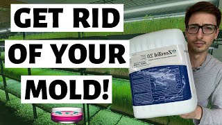How to FIX / REMEDY Microgreens MOLD (Safe & Fast)