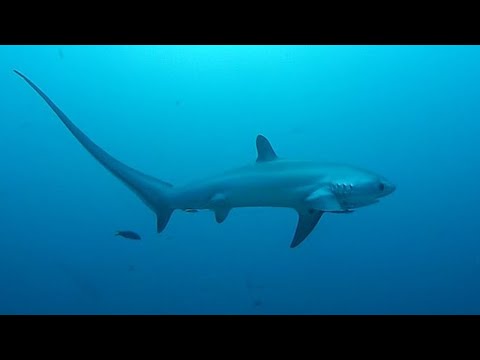 Facts: The Thresher Shark