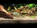 Feeding Laetacara Curviceps (Dwarf Flag Cichlid) (Dwarf Flag Acara)