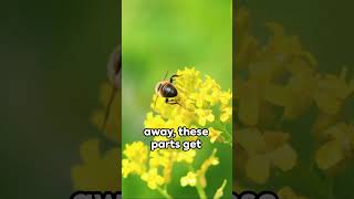 The Bees Last Sting: A Life-Altering Moment ??shorts youtuveshorts bees sting beeshorts