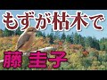 もずが枯木で _ 藤 圭子(イメージ)