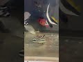 90㎝水槽で、南紀の魚を展示飼育しています。ハタダテダイ、コロダイ、アカマツカサ、サザナミフグ、マツダイ、ギンユゴイ、ナンヨウツバメウオ、ニザダイ、、オヤビッチャ、シブダイ（フエダイ）仔魚等々。