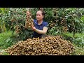 Harvest Dimocarpus Longan Goes to the market sell - Take care ginger garden - Lý Thị Ca