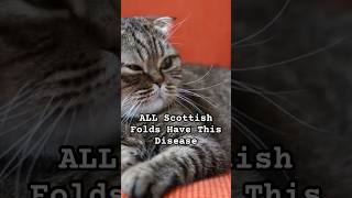 ALL Scottish Folds Have This Incurable Disease