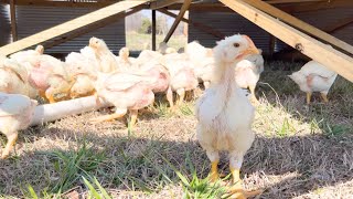 Raising Meat Chickens: 3 weeks old!...how are they this big?! Time to move these birds to pasture