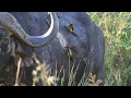 Oxpeckers fighting over buffalo blood