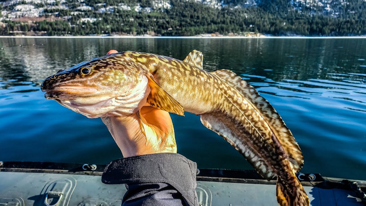 Columbia River Winter BURBOT Fishing (Catch, Clean, Cook) - YouTube