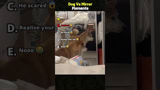 Dog Vs Mirror Moments #shorts #ranking #funny