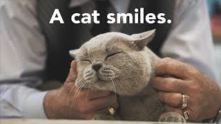 A cat smiles. by Pet Greatness 702 views 6 years ago 56 seconds