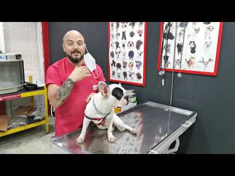 Video: Köpek Kulak Enfeksiyonu Ve İltihabı