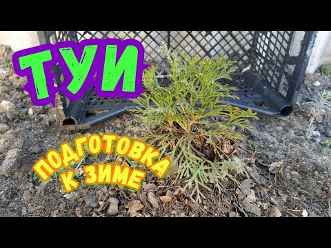 КАК УКРЫТЬ МАЛЕНЬКИЕ ТУИ НА ЗИМУ / TO COVER LITTLE TUI FOR WINTER