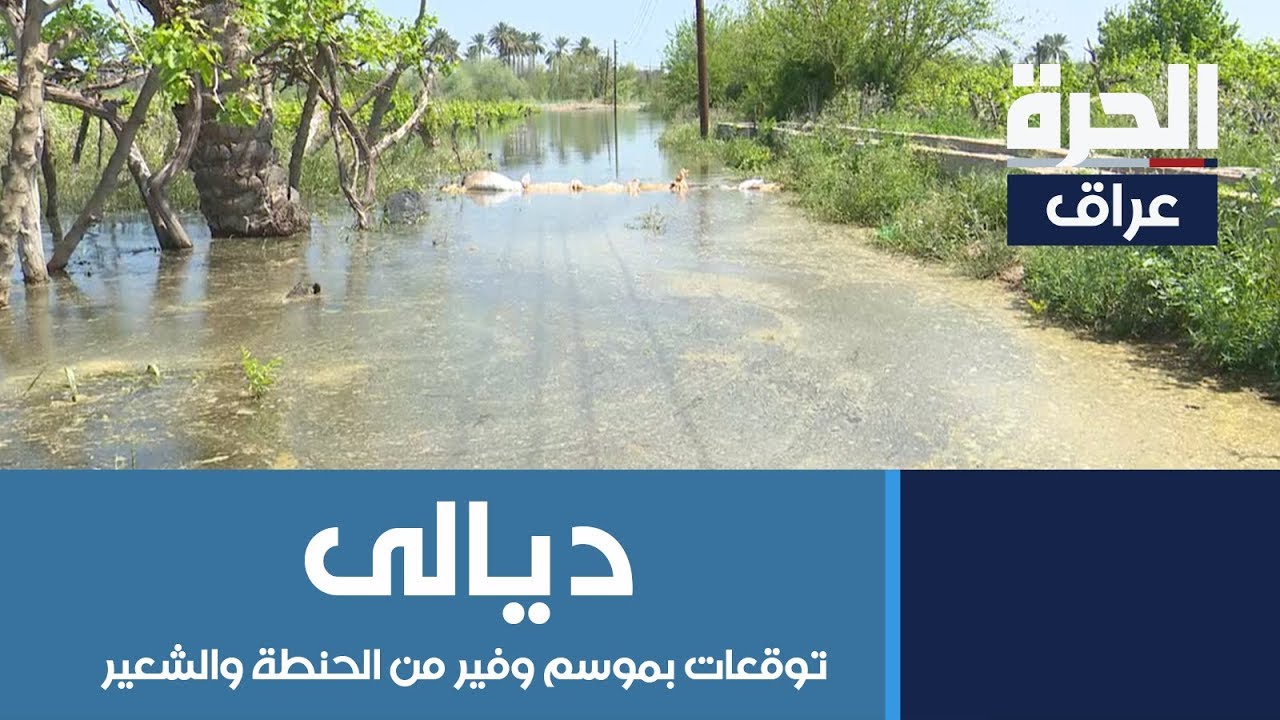 بدء حصاد الحنطة والشعير في ديالى وتوقعات بموسم وفير رغم تأثر الأراضي بالفيضانات والسيول