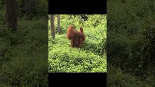 Gigantic Male Orangutan Walking.
