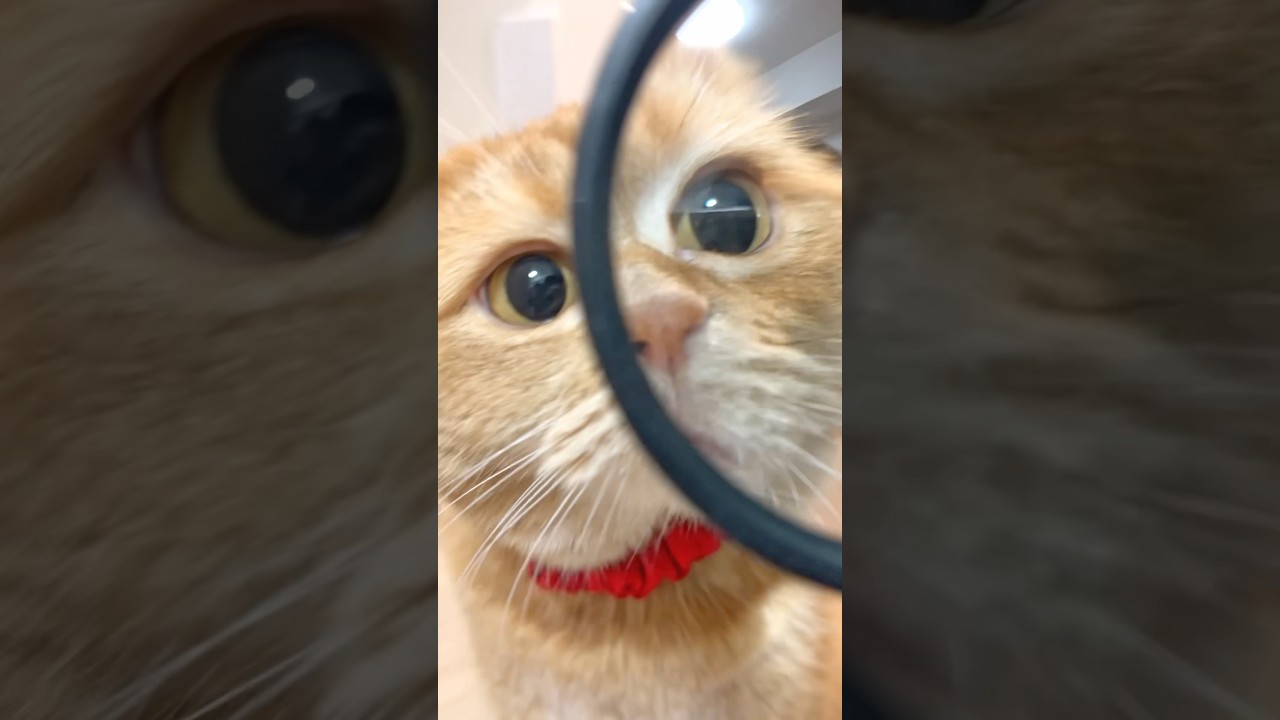 弟のおもちゃを修理してあげたくて… #shorts #cat #cute #drama 썸네일