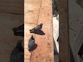 #rooflife #estaspichonparaelrufin #pichon #pichones #pichonesruferos #chicks #Peaches #pigeon #roof
