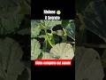 Fruttificazione #melone il vero segreto #coltivazione