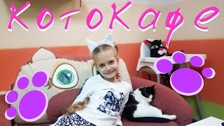 Котокафе Котокафе
