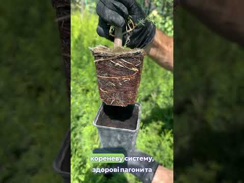 Саджанці Модрини (Larix) Р9, відео 2