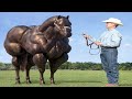 10 Horse Breeds You Will Not Believe Exist