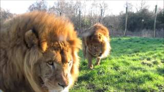 Knowsley Lion Coalition On Patrol