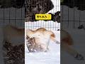 お庭に雪が積もったら...柴犬とハスキーの反応が面白すぎた#柴犬#シベリアンハスキー #shorts #youtubeshorts #shortvideo #雪