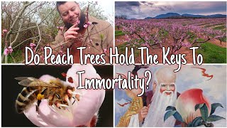 The Peach Trees -  Health Benefits, History, Myth & More 🍑 by Home Is Where Our Heart Is 1,839 views 1 month ago 12 minutes, 16 seconds