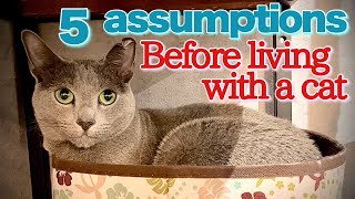 [Russian Blue] A human assumption all cats will do that ~5th anniversary of living with| Kotetsu cat