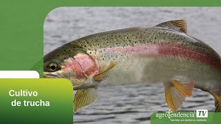 CULTIVO DE TRUCHA EN 2 MINUTOS