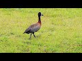 Irerês (patos selvagens) #aves #videos #birds