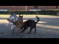 Dogs 101 - Siberian Husky - YouTube